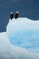 Bald Eagles on Iceberg, Alaska
