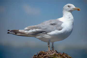 Big white seagull on a pile of garbage