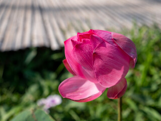 A pink lotus flower blooming in summer pond.