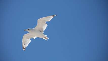 Big white seagull on a background of blue sky