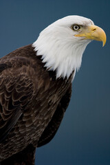 Bald Eagle, Tongass National Forest, Alaska