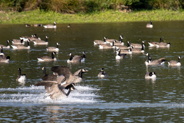 Canada Geese (Branta canadensis) arriving at a lake in Sussex