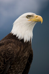 Bald Eagle, Tongass National Forest, Alaska