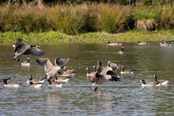 Canada Geese (Branta canadensis) arriving at a lake in Sussex