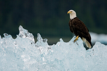 Bald Eagle on Iceberg, Alaska