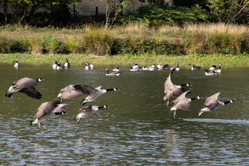 Canada Geese (Branta canadensis) arriving at a lake in Sussex