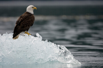 Bald Eagle on Iceberg, Alaska