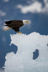 Bald Eagle on Iceberg, Alaska