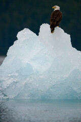 Bald Eagle on Iceberg, Alaska