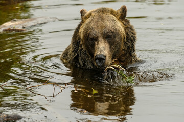Fototapeta na wymiar Grizzly Bear (Ursus arctos horribilis) playing with a wood stick in the water