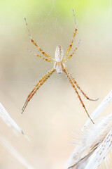 high key close up of a argeope spider on a web