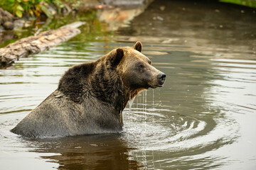 Obraz premium Grizzly Bear (Ursus arctos horribilis) playing with a wood stick in the water