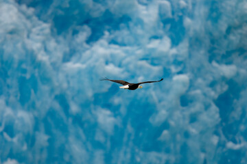 Bald Eagle and Glacier, Alaska
