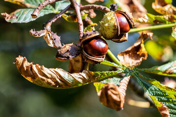 Ripe fruit of the Horse Chestnut tree commonly called conkers