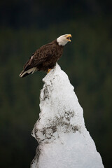 Bald Eagle on Iceberg, Alaska