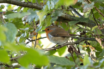 Robin looking alert in a tree on a summer's morning