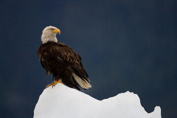 Bald Eagle on Iceberg, Alaska
