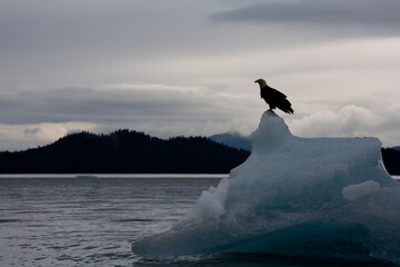 Obraz premium Bald Eagle on Iceberg, Alaska