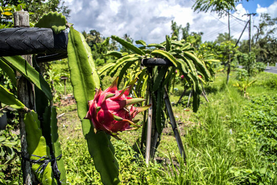 Dragon fruit ( Pitaja) plantation on a field in Bali.