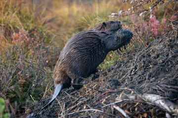 Beaver, Denali National Park, Alaska