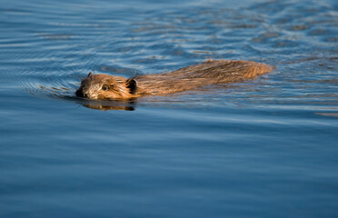 Beaver, Denali National Park, Alaska