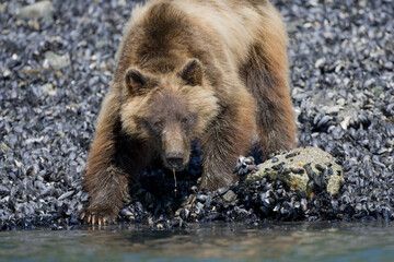 Obraz na płótnie Canvas Brown Bear, Glacier Bay National Park, Alaska