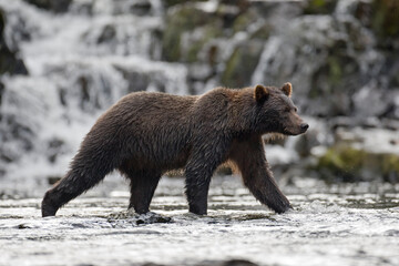 Fototapeta premium Brown Bear Fishing for Salmon, Pavlof Harbor, Alaska