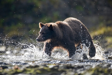 Brown Bear Fishing for Salmon, Pavlof Harbor, Alaska
