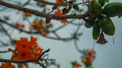 Jacaranda anaranjada en distintos planos.