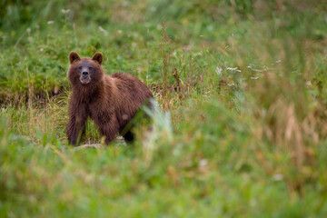 Fototapeta premium Brown Bear in Coastal Meadow, Pybus Bay, Alaska
