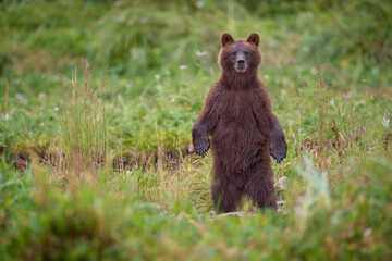 Brown Bear in Coastal Meadow, Pybus Bay, Alaska