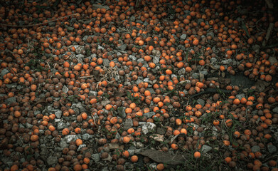 Coquitos caídos de palmera.