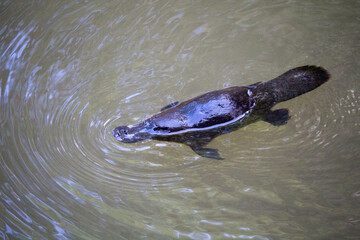 Platypus swimming in the water