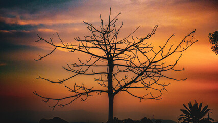 Cálido atardecer y un tronco.