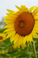 Close up image of a mature sunflower with vivid yellow petals and orange center growing in a field