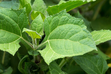 Medicinal Plant - Smallanthus sonchifolius; Yacon Plant Leaves.