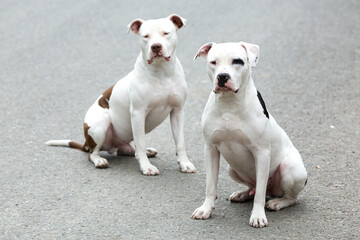 Obraz premium Two Pitbull American Stanford - Adult Dogs Pets.