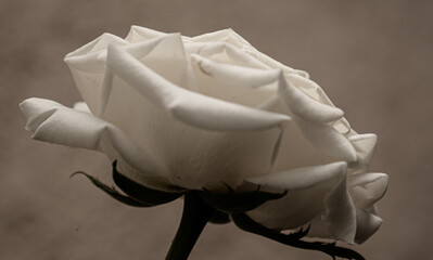 Rosa blanca en blanco y negro.