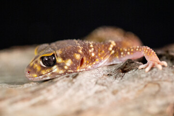 Barking Gecko Lizard