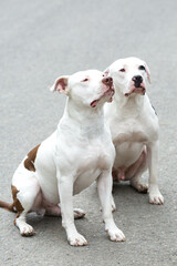 Two Pitbull American Stanford - Adult Dogs Pets.