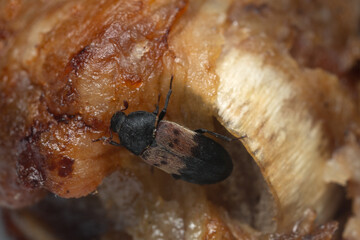 Larder beetle, Dermestes ladarius on meat, this beetle can be a pest on animal products