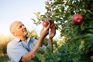 Senior man worker picking up apples in fruit orchard.