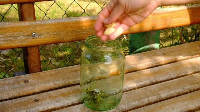 the process of canning pickles, put cucumbers in an empty jar