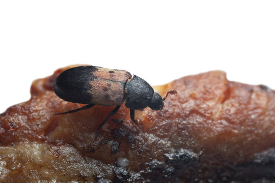 Larder beetle, Dermestes ladarius on meat, this beetle can be a pest in homes on animal products, copy space in the photo