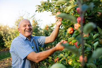Portrait of senior farmer working in apple fruit orchard.