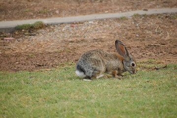 Rabbit