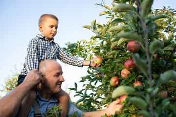 Grandfather carrying his grandson piggyback and picking apples together in fruit orchard.