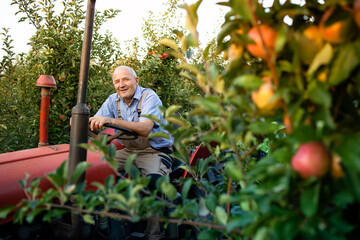 Senior worker driving his old retro styled tractor machine through apple orchard.