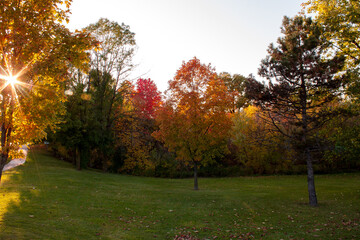 Naklejka premium Autumn trees at sunset. Colorful fall trees in a park. Fall evening scene.