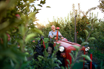 Senior man farmer driving his old retro styled tractor machine through apple fruit orchard. Active...